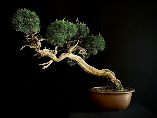 25I-IU-22 JUNIPERUS CHINENSIS KISHI