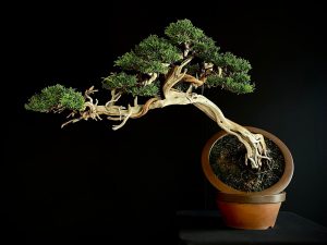 25I-IU-22 JUNIPERUS CHINENSIS KISHU
