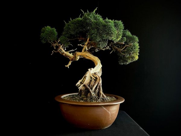 25I-IU-22 JUNIPERUS CHINENSIS KISHI