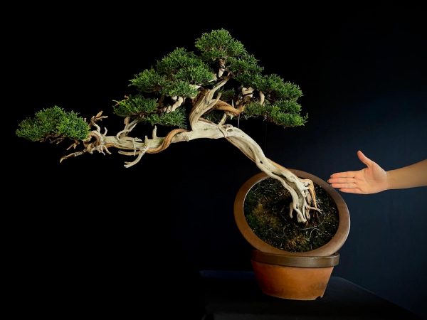 25I-IU-22 JUNIPERUS CHINENSIS KISHU