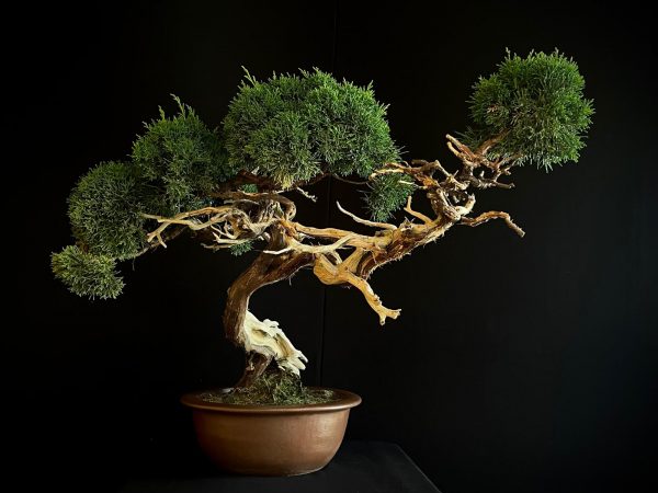 25I-IU-22 JUNIPERUS CHINENSIS KISHI