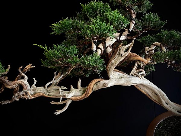 25I-IU-22 JUNIPERUS CHINENSIS KISHU