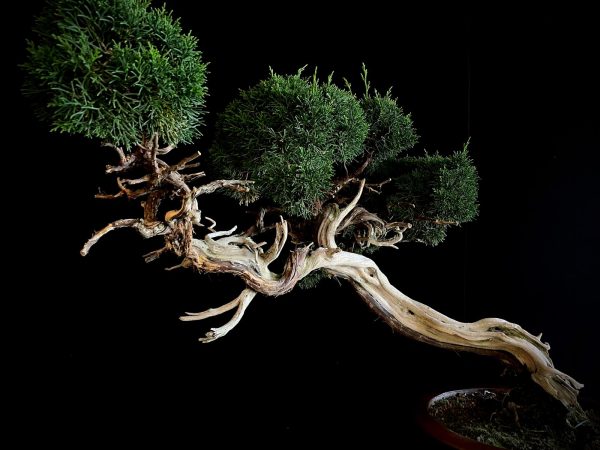 25I-IU-22 JUNIPERUS CHINENSIS KISHI