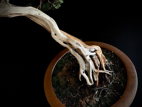 25I-IU-22 JUNIPERUS CHINENSIS KISHU
