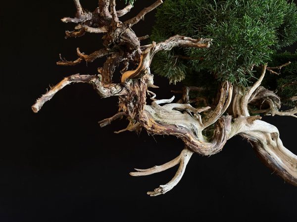 25I-IU-22 JUNIPERUS CHINENSIS KISHI