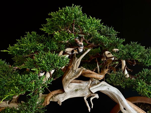 25I-IU-22 JUNIPERUS CHINENSIS KISHU
