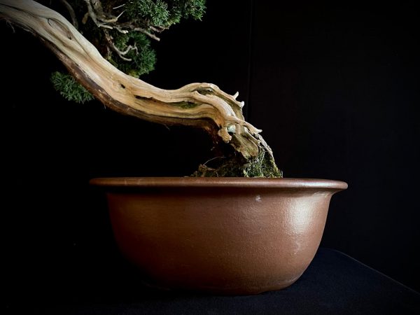 25I-IU-22 JUNIPERUS CHINENSIS KISHI