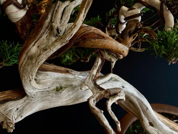 25I-IU-22 JUNIPERUS CHINENSIS KISHU