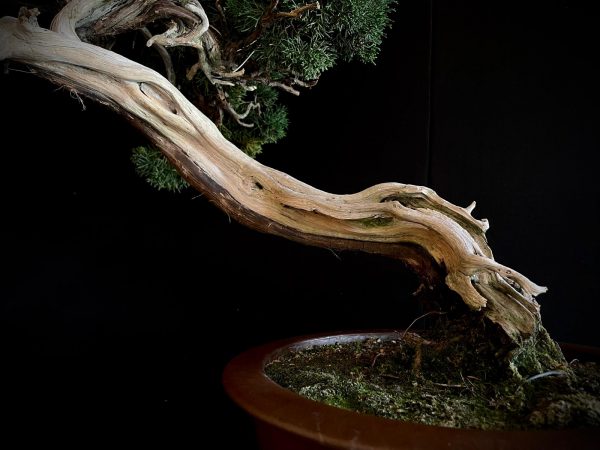 25I-IU-22 JUNIPERUS CHINENSIS KISHI