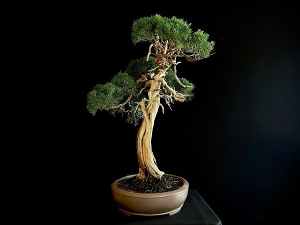 25I-IU-23 JUNIPERUS CHINENSIS KISHU