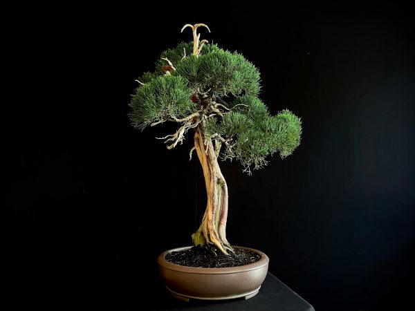 25I-IU-23 JUNIPERUS CHINENSIS KISHU