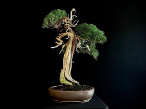 25I-IU-23 JUNIPERUS CHINENSIS KISHU