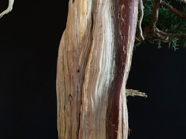 25I-IU-23 JUNIPERUS CHINENSIS KISHU