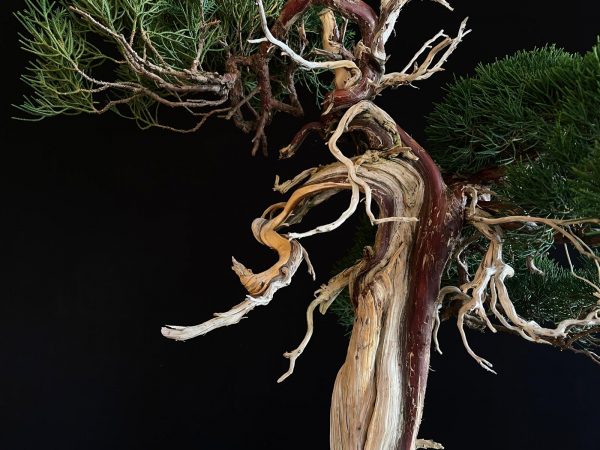 25I-IU-23 JUNIPERUS CHINENSIS KISHU