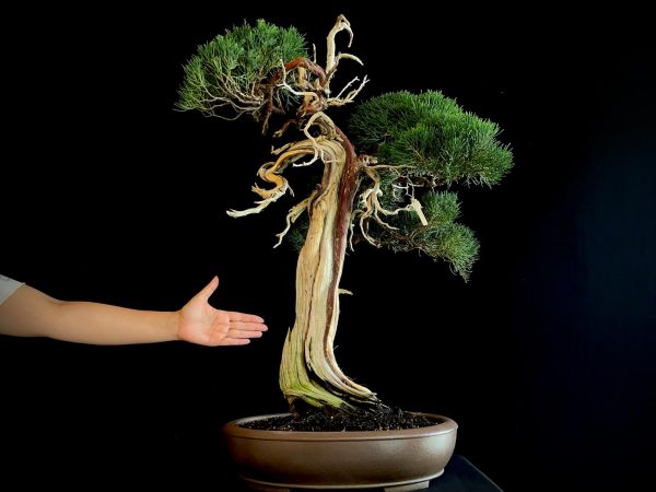 25I-IU-23 JUNIPERUS CHINENSIS KISHU