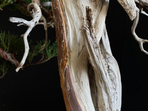 25I-IU-23 JUNIPERUS CHINENSIS KISHU