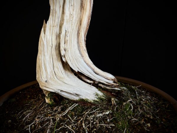 25I-IU-23 JUNIPERUS CHINENSIS KISHU