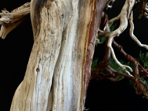 25I-IU-23 JUNIPERUS CHINENSIS KISHU