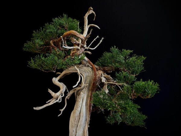 25I-IU-23 JUNIPERUS CHINENSIS KISHU