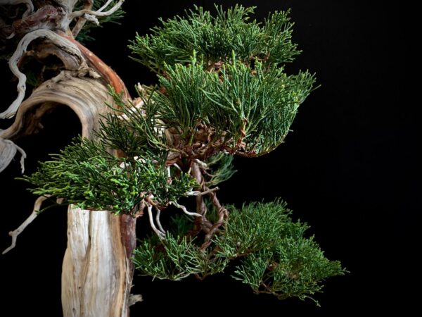 25I-IU-23 JUNIPERUS CHINENSIS KISHU