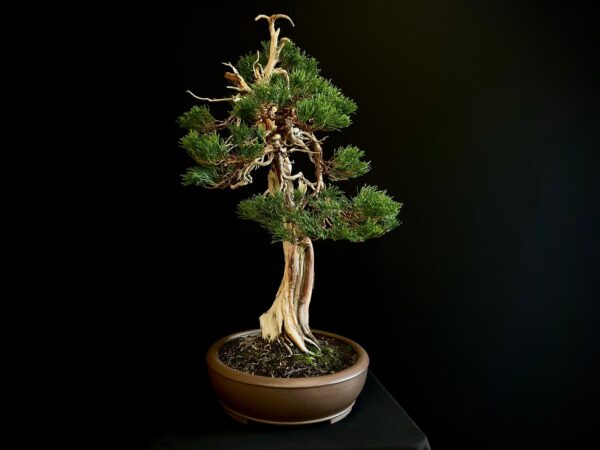 25I-IU-23 JUNIPERUS CHINENSIS KISHU