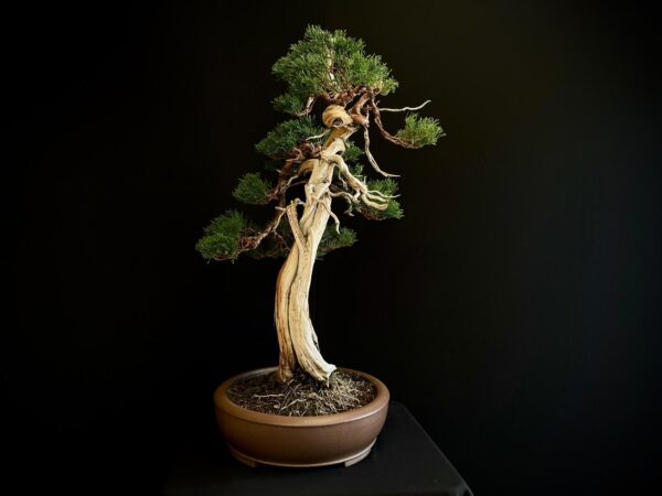 25I-IU-23 JUNIPERUS CHINENSIS KISHU