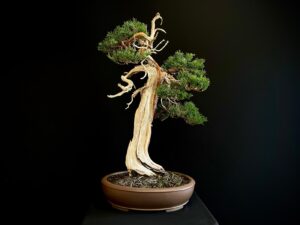 25I-IU-23 JUNIPERUS CHINENSIS KISHU