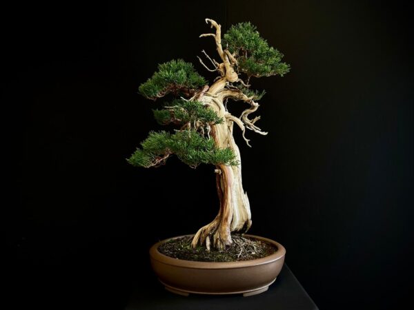 25I-IU-23 JUNIPERUS CHINENSIS KISHU