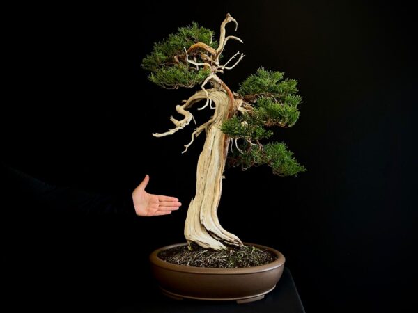 25I-IU-23 JUNIPERUS CHINENSIS KISHU