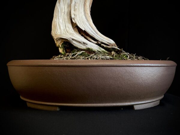 25I-IU-23 JUNIPERUS CHINENSIS KISHU