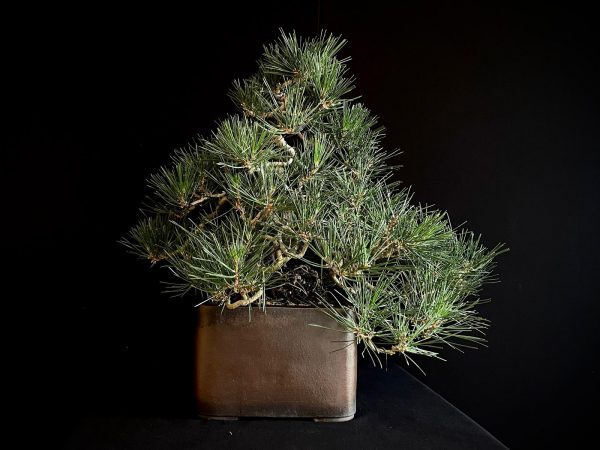 25I-IU-27 PINUS THUNBERGII