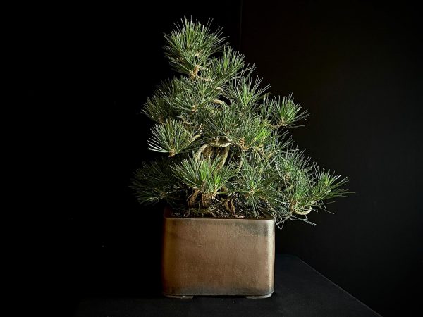 25I-IU-27 PINUS THUNBERGII