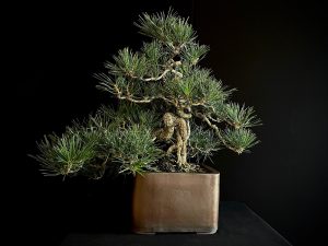 25I-IU-27 PINUS THUNBERGII