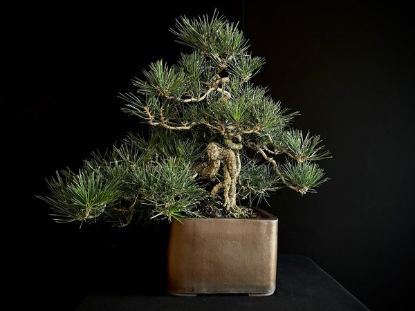 25I-IU-27 PINUS THUNBERGII