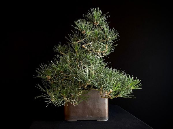 25I-IU-27 PINUS THUNBERGII