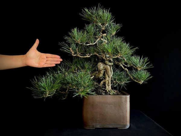 25I-IU-27 PINUS THUNBERGII