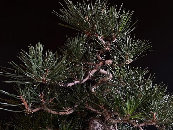 25I-IU-27 PINUS THUNBERGII