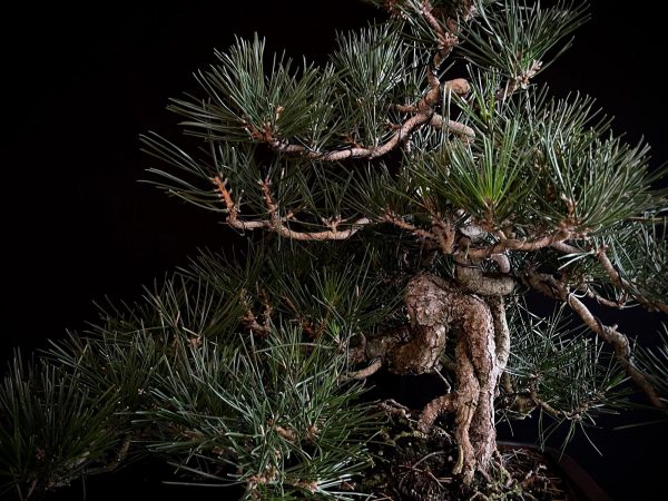 25I-IU-27 PINUS THUNBERGII