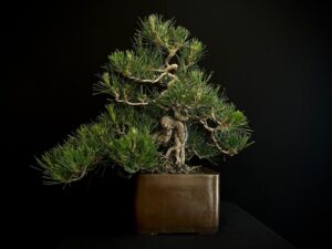 25I-IU-27 PINUS THUNBERGII