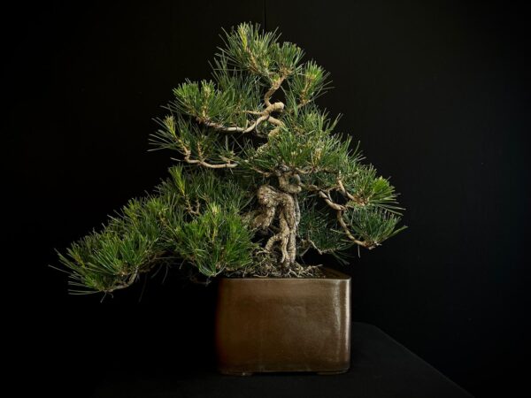 25I-IU-27 PINUS THUNBERGII