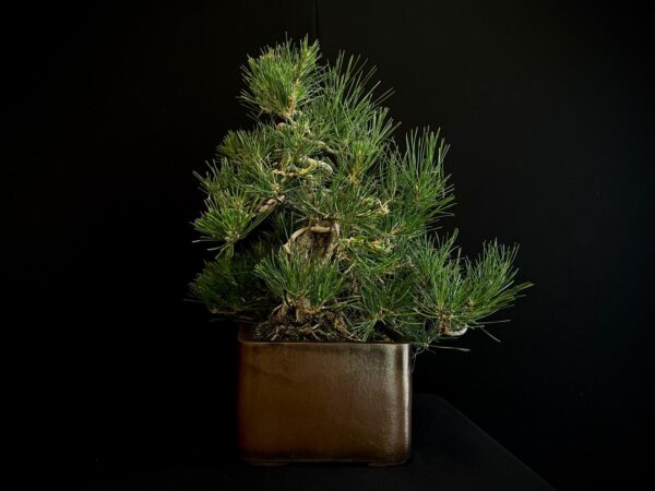 25I-IU-27 PINUS THUNBERGII