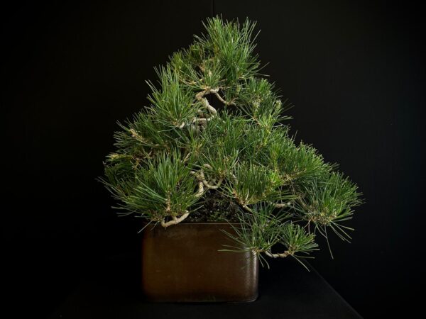 25I-IU-27 PINUS THUNBERGII
