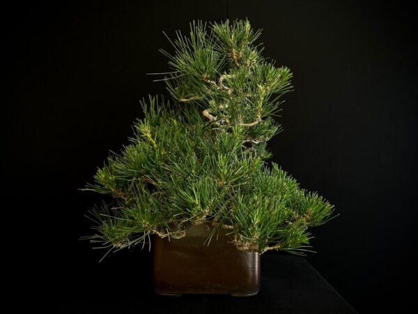 25I-IU-27 PINUS THUNBERGII