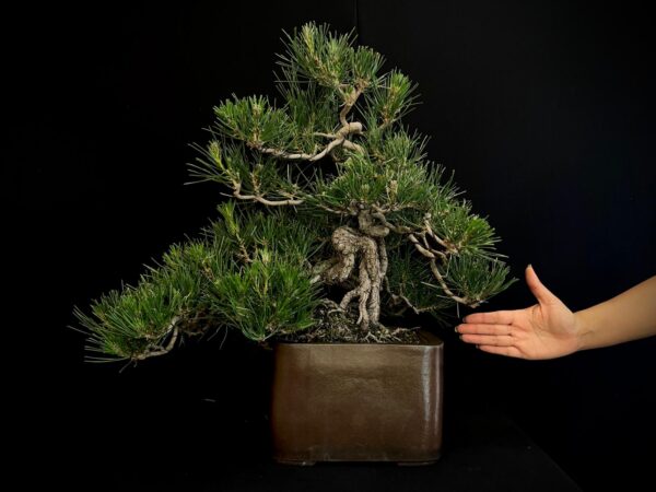 25I-IU-27 PINUS THUNBERGII