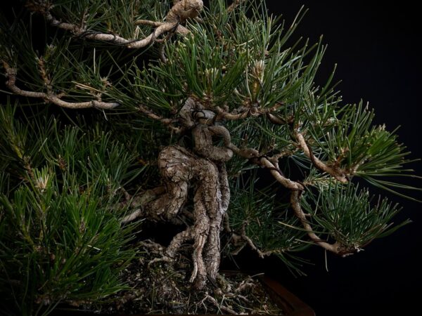 25I-IU-27 PINUS THUNBERGII