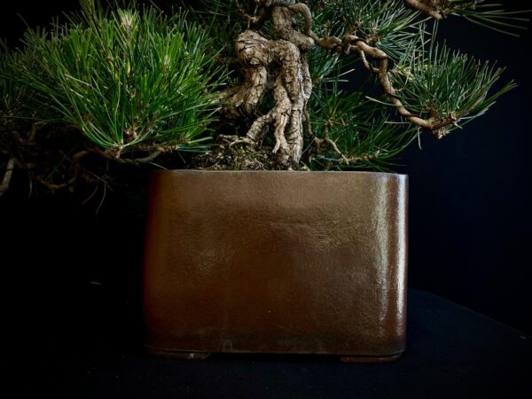 25I-IU-27 PINUS THUNBERGII