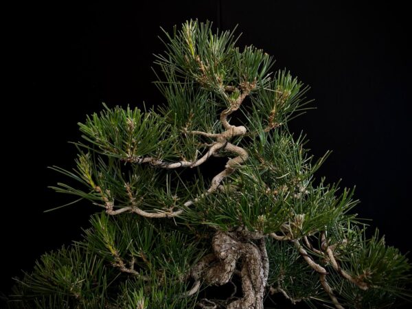 25I-IU-27 PINUS THUNBERGII