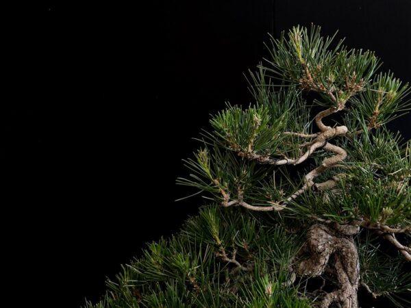 25I-IU-27 PINUS THUNBERGII