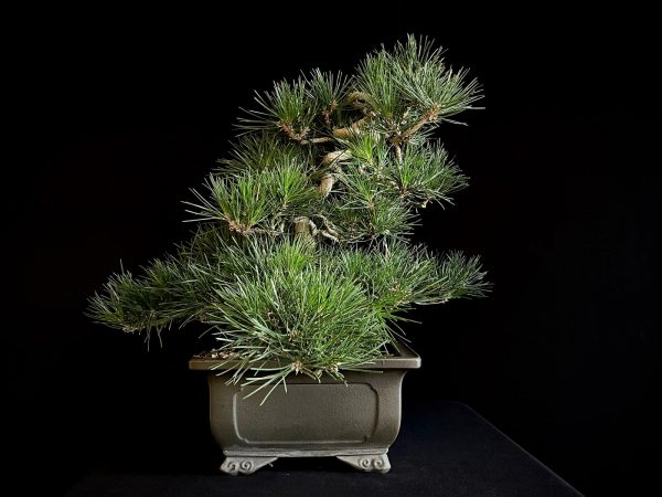25I-IU-28 PINUS THUNBERGII