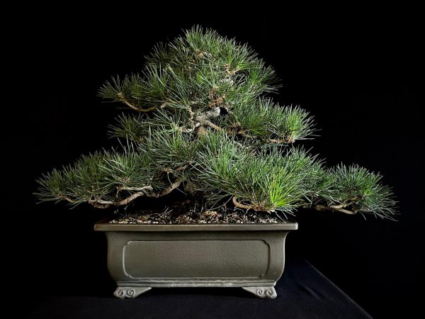 25I-IU-28 PINUS THUNBERGII